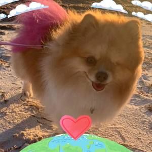 Meet your Posher, Tracey